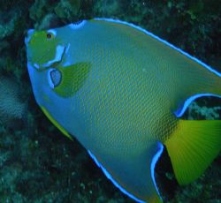 The Queen, the most beautful fish in the reef. by Lora Tucker 